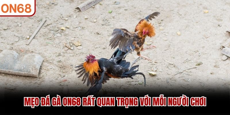 Mẹo đá gà ON68 rất quan trọng với mỗi người chơi