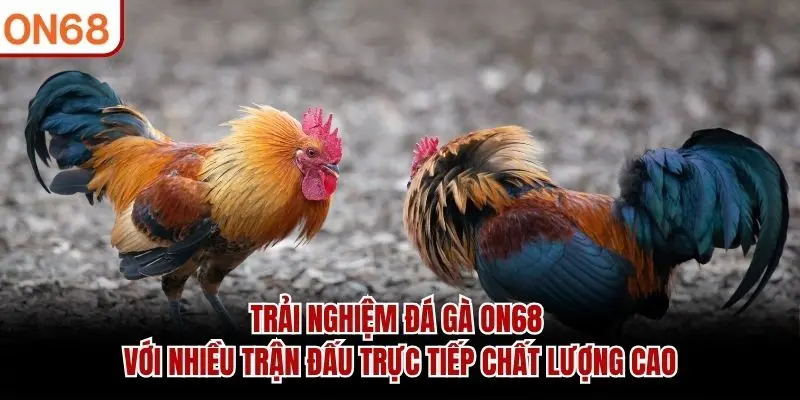Trải nghiệm Đá Gà ON68 với nhiều trận đấu trực tiếp chất lượng cao